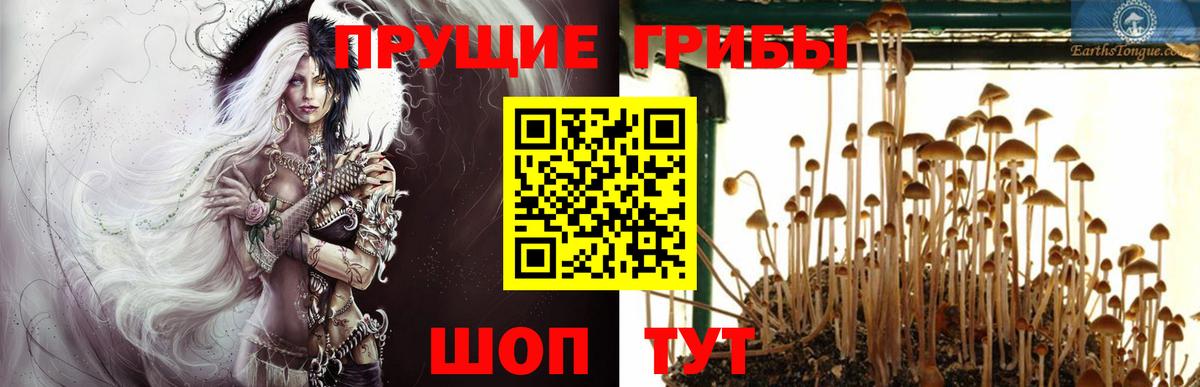 Псилоцибиновые грибы GOLDEN TEACHER  Псилоцибиновые грибы Psilocybine cubensis  Вход с VPN  Полысаево 
